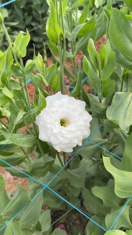 Lisianthus fresh cut